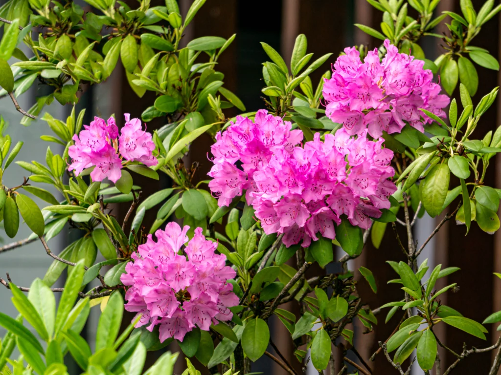 Jak dbać o rododendrona wiosną.