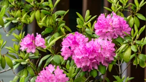 Rododendron. Kiedy sadzić, jak dbać i pielęgnować?