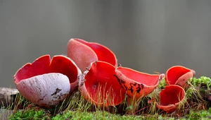 Wiosenne grzybobranie. Nietypowy grzyb, jeszcze do niedawna był zakazany