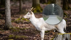 Sensacyjny widok na Podkarpaciu. Leśnicy pokazali białego jelenia