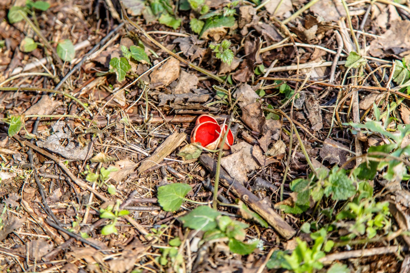 Nie da się przegapić czarki szkarłatnej w leśnym runie Nie da się przegapić czarki szkarłatnej w leśnym runie