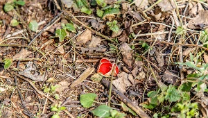 Nie da się przegapić czarki szkarłatnej  w leśnym runie