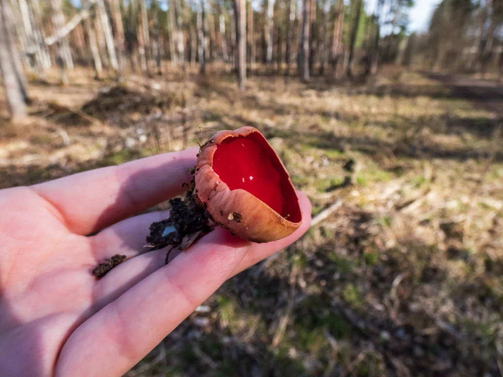 Trzonek czarki szkarłatnej jest bardzo krótki