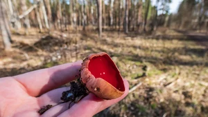 Dziwadła z polskich lasów. Nietypowe grzyby, które można jeść