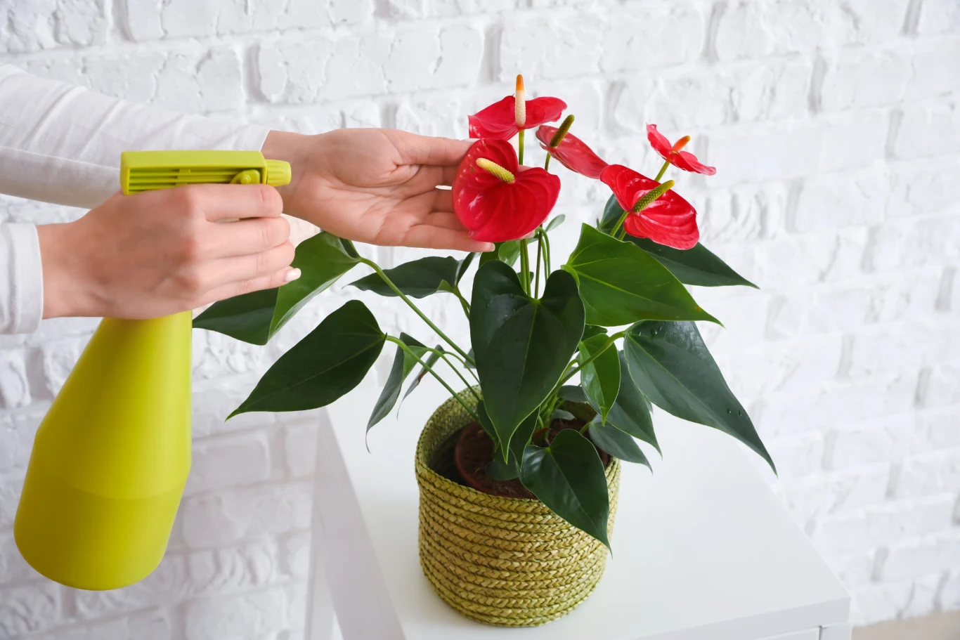 Anturium w doniczce ma dość wysokie wymagania