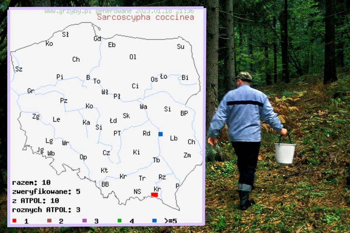 Stanowiska czarki szkarłatnej w Polsce Stanowiska czarki szkarłatnej w Polsce