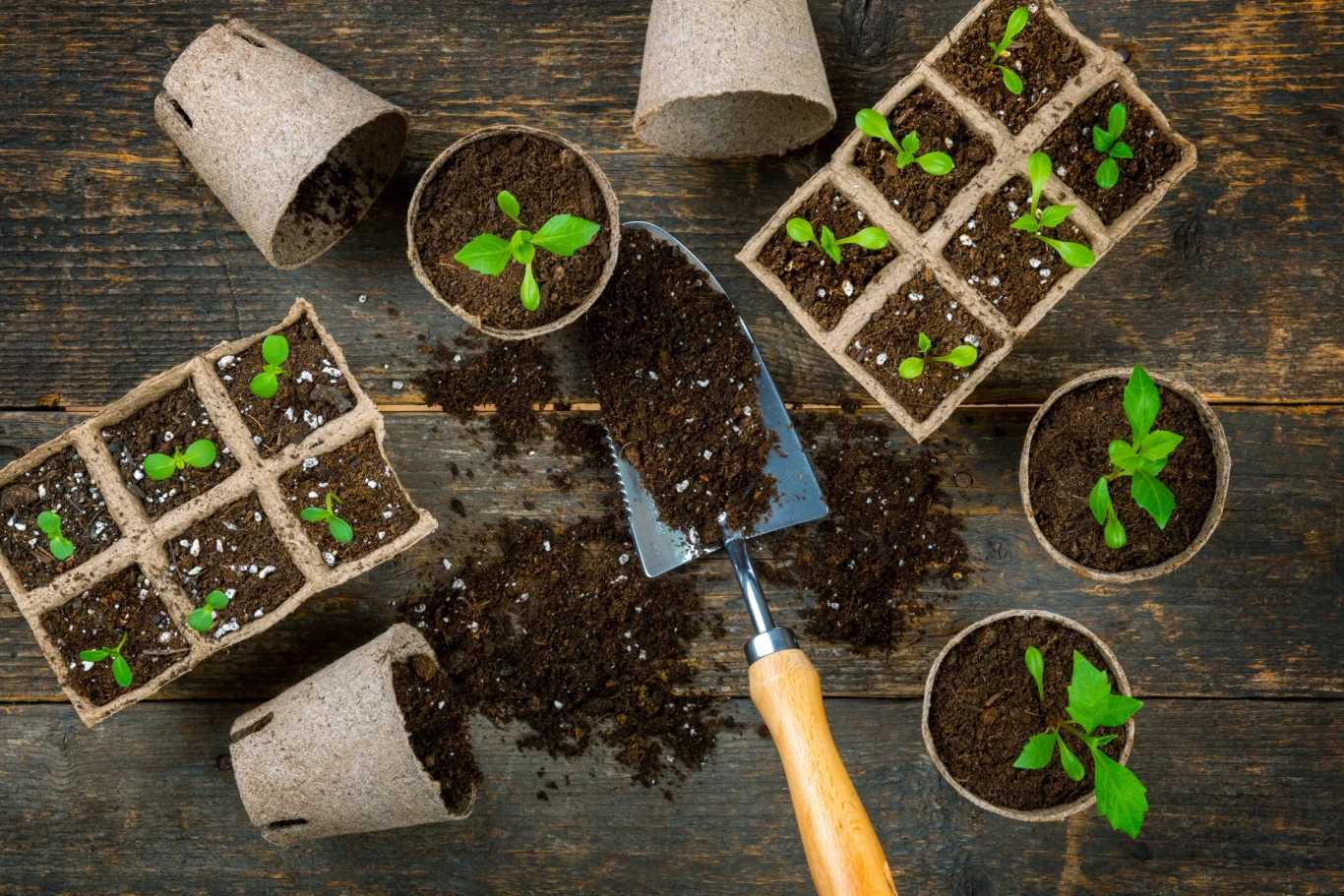 Nasiona warto przed siewem zaprawić, używając roztworu z czosnku