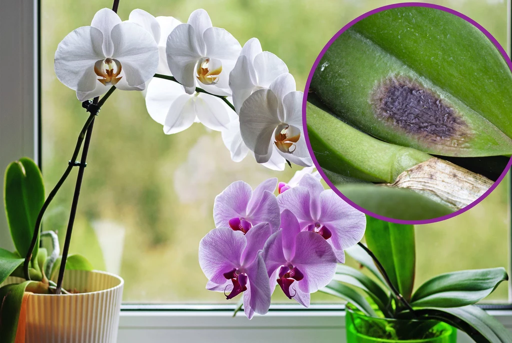 Plamy na liściach orchidei oznaczają stan chorobowy