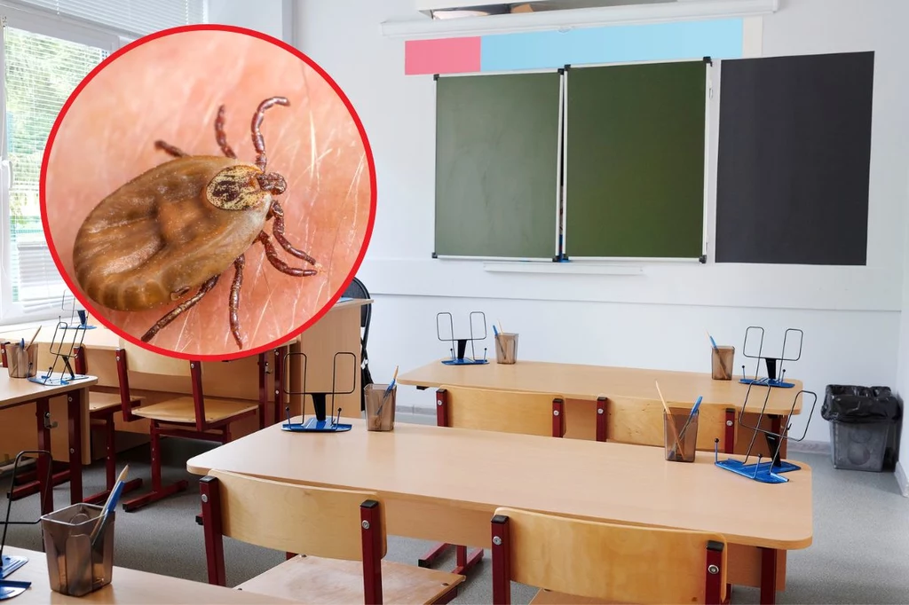 Gnieźnieńską szkołę zaatakowały kleszcze. Ugryzienie może być niebezpieczne