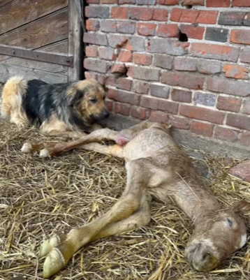 Psy mieszkające na gospodarstwie zaczęły żywić się padliną. 