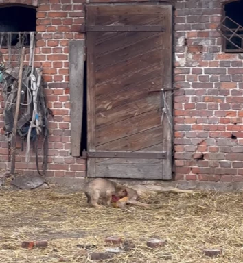 Zdechłe źrebię zostało zjedzone również przez szczeniaki. 