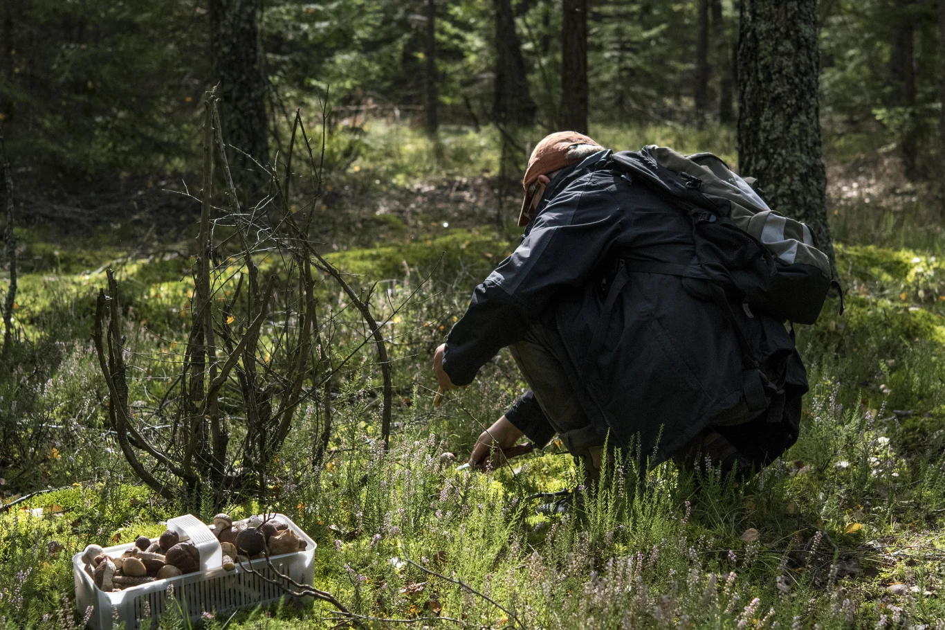 Wiosna to początek sezonu dla grzybiarzy Wiosna to początek sezonu dla grzybiarzy