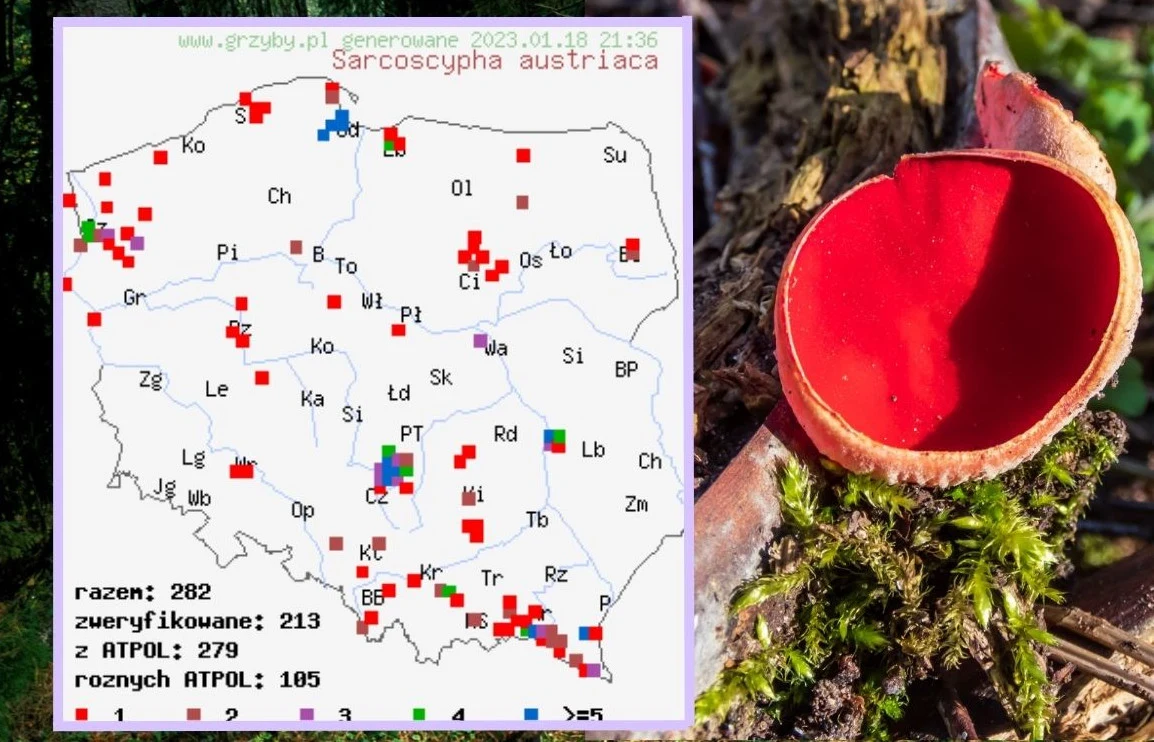 Stanowiska czarki austriackiej w Polsce Stanowiska czarki austriackiej w Polsce