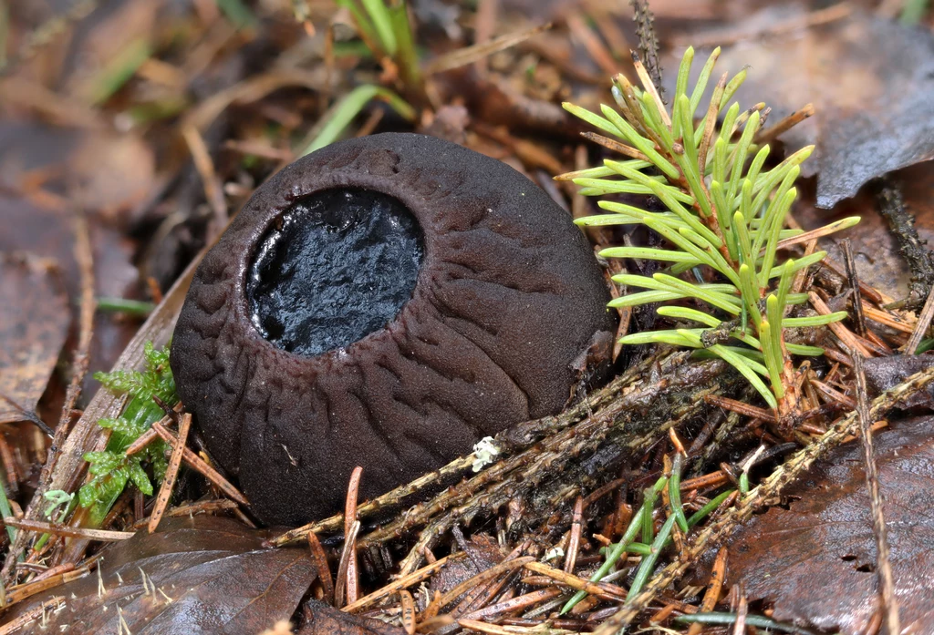 Sarcosoma globosum — dzbankówka kulista