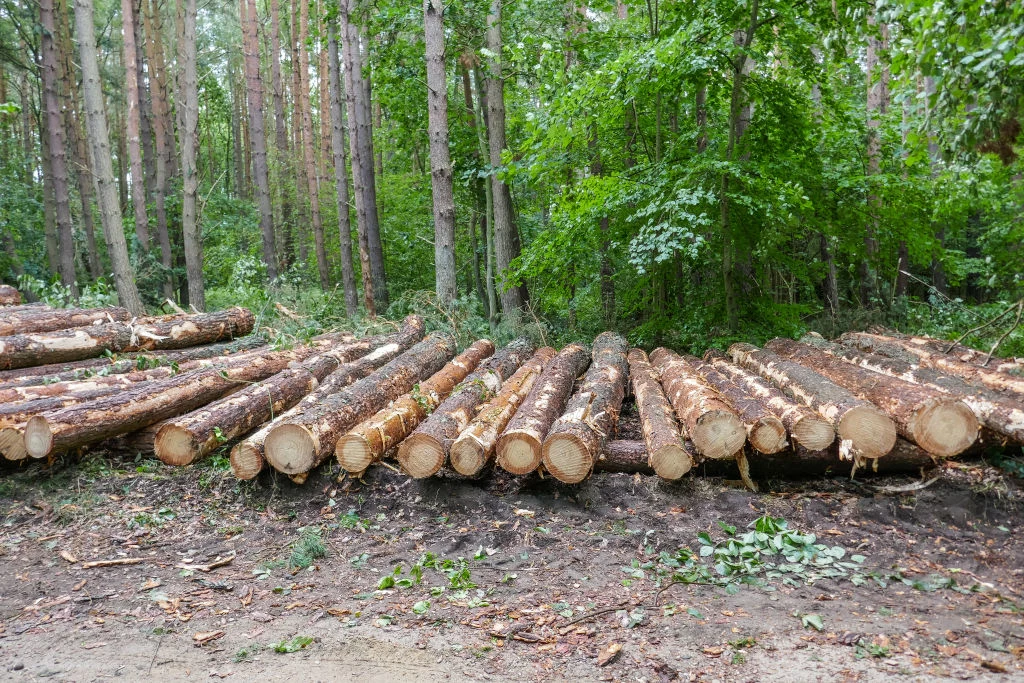  Zarządzanie większością, bo aż 80 proc. polskich lasów leży w rękach Państwowego Gospodarstwa Leśnego Lasy Państwowe