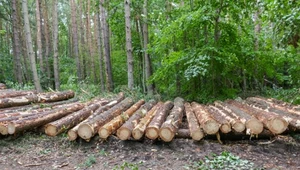 Użytkowanie gruntów w Polsce i UE. Drzewa mają wchłaniać CO2, a nie trafiać pod piły