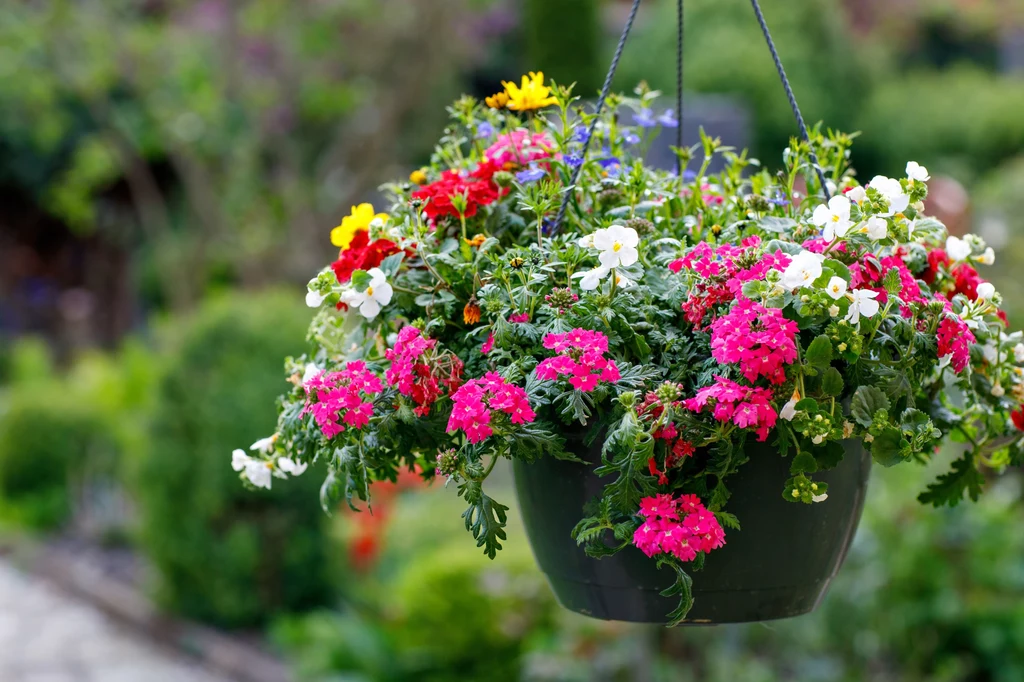 Petunia to kolorowy letni kwiat w ogrodzie albo na balkonie.