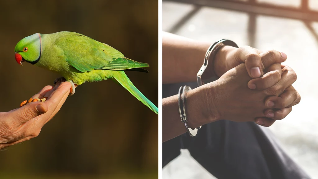 Papuga należąca do redaktora naczelnego popularnej gazety w Indiach pomogła wskazać zabójców jego żony. Okazało się, że ptak bardzo się stresował gdy słyszał imię siostrzeńca dziennikarza. To doprowadziło policję do rozwiązania sprawy (zdj. ilustracyjne)