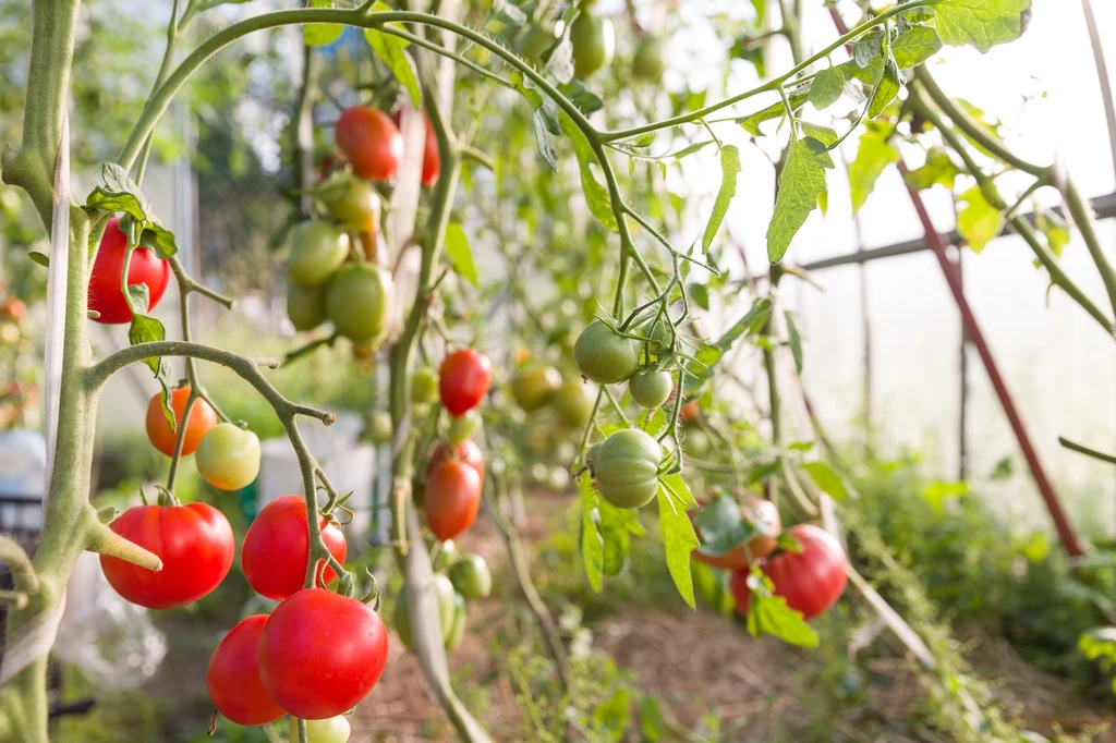 W niewielkich szklarniach można uprawiać między innymi pomidory, ogórki, paprykę, czosnek czy cebulę. 
