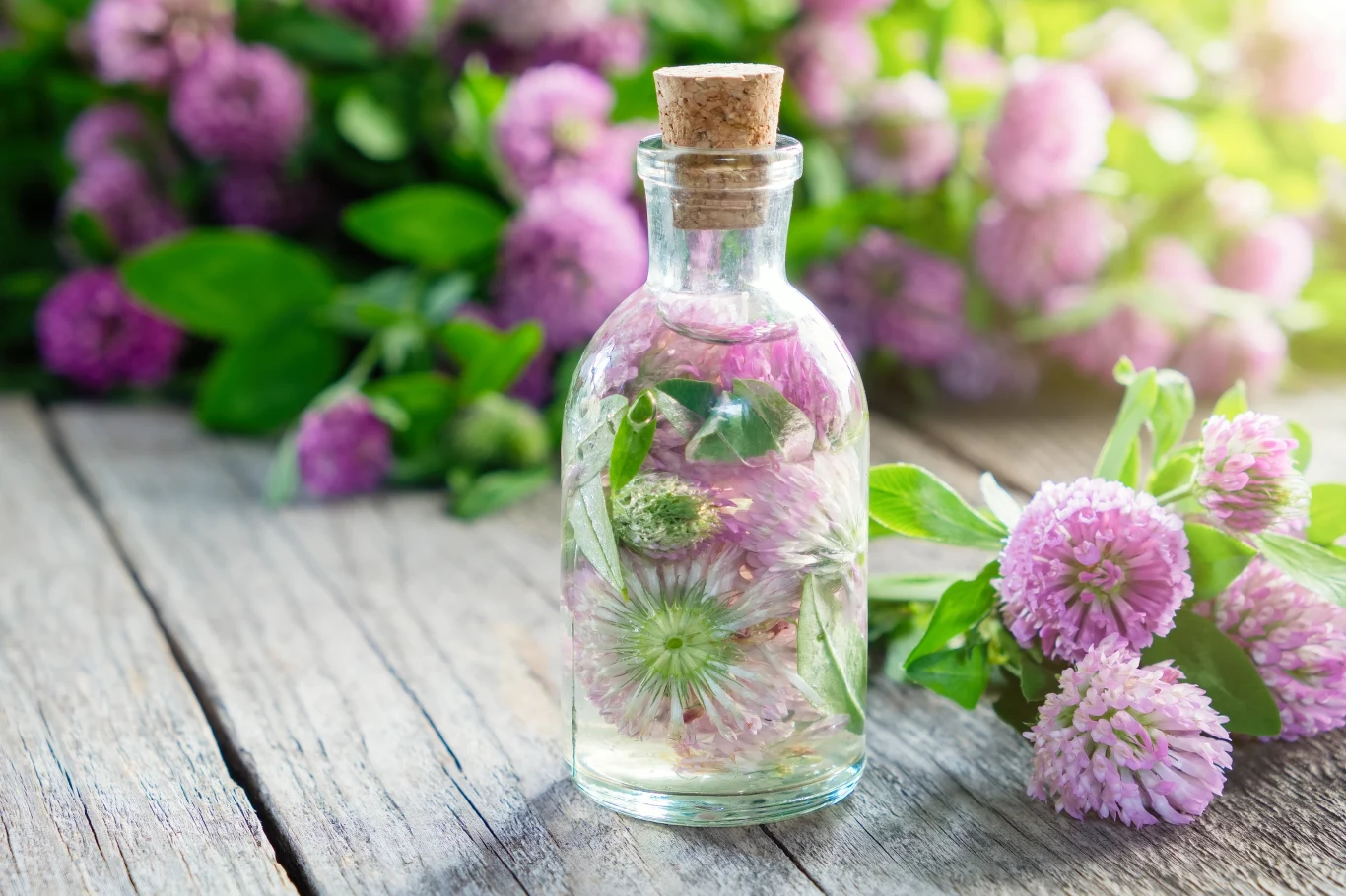 Syrop z koniczyny czerwonej pomoże uporać się z objawami przeziębienia i grypy