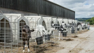 Cielęta cierpią w masowej hodowli. UE chce to zmienić