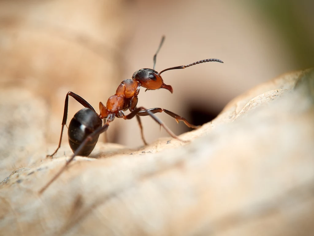 Istnieją proste sposoby na pozbycie się z domu mrówek