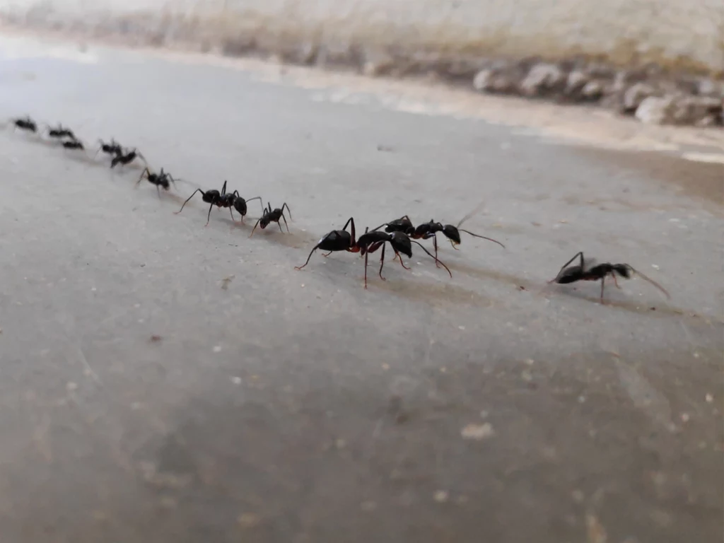 Mrówki zazwyczaj chodzą tymi samymi ścieżkami, podążając za zostawionymi na nich feromonami