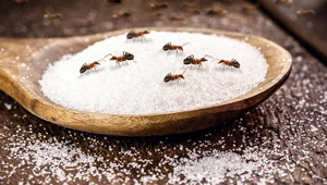 Naturalne sposoby na tłumy mrówek w ogrodzie. Więcej nie zakłócą zasłużonego relaksu