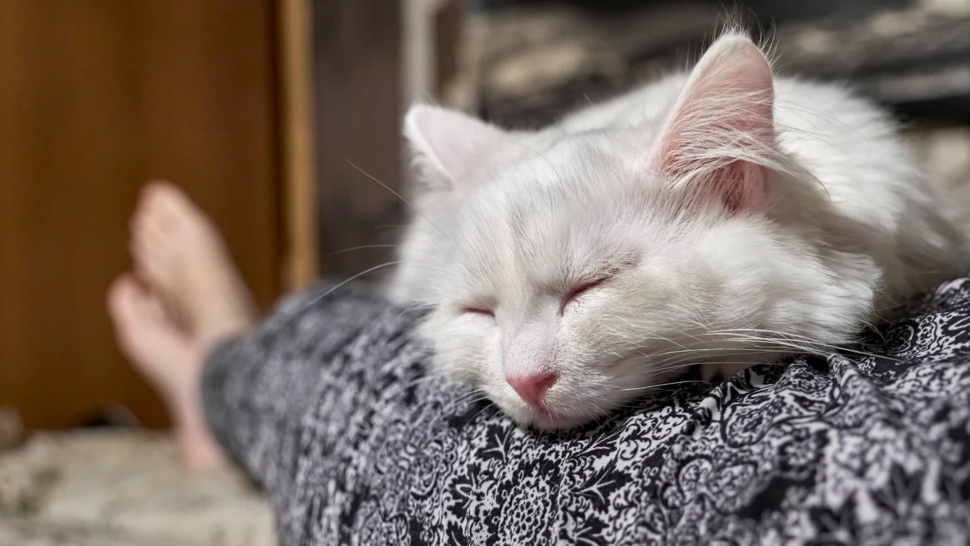 Spora część kotów mocno łaknie kontaktu z człowiekiem Spora część kotów mocno łaknie kontaktu z człowiekiem