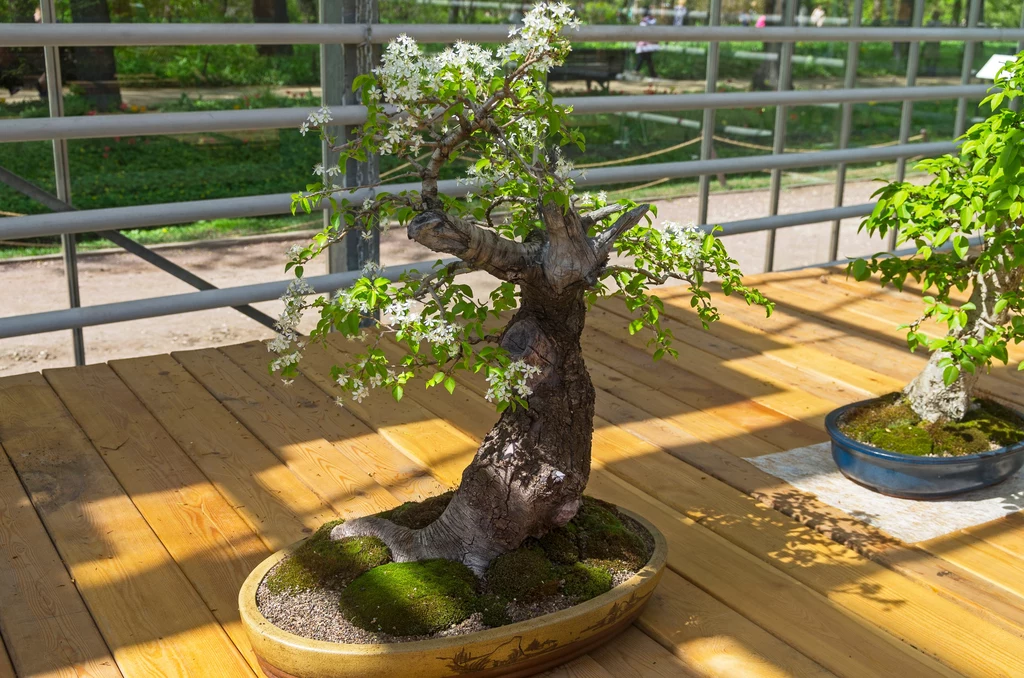 Wiśnię wonną można uprawiać także jako drzewko bonsai