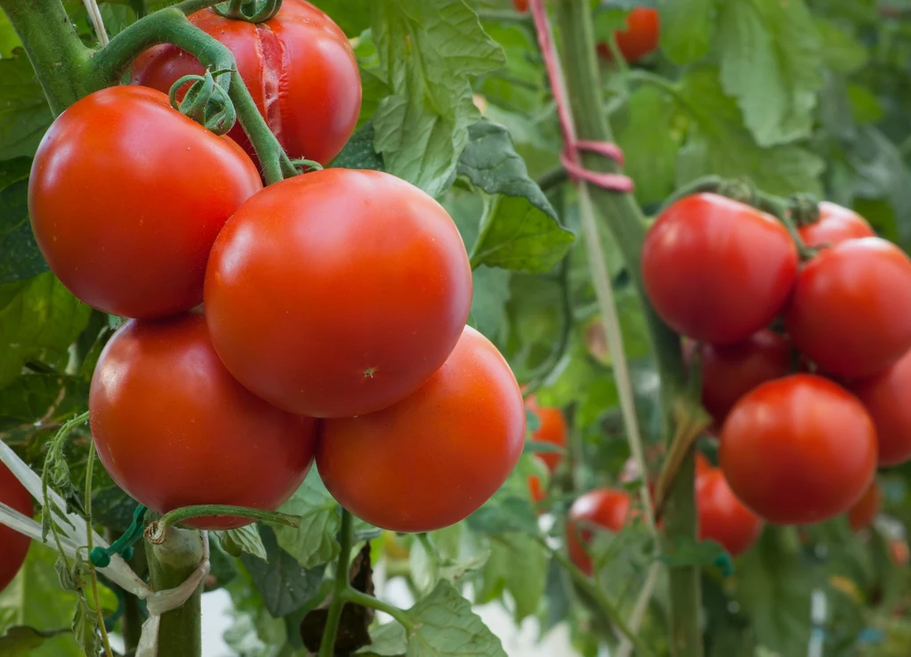 Jakie warzywa sadzić obok pomidorów, by dały imponujący plon?