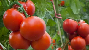 Moja babcia zawsze tym podlewa pomidory. Nikt we wsi nie ma większych plonów