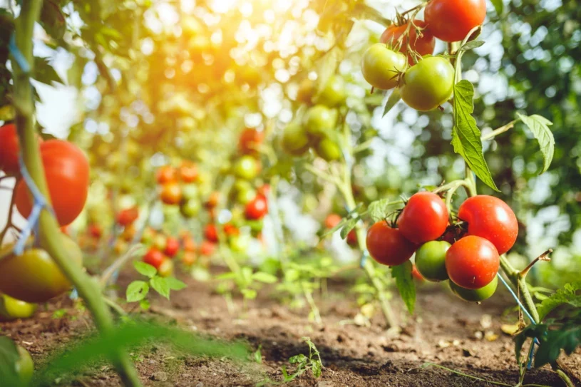 Czosnek lub cebula pomogą zmniejszyć ryzyko wystąpienia choroby pomidorów