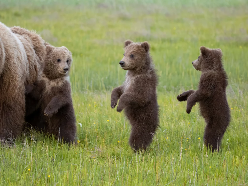 Cztery niedźwiadki urodziły się w październiku w Górach Kantabryjskich
