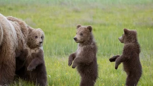 W Asturii urodziły się cztery niedźwiadki naraz. To niespotykany przypadek