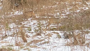 Sarny zostały dostrzeżone przez wprawne oko fotografa na terenie Nadleśnictwa Cisna