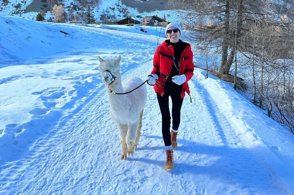 W Livigno można spotkać również alpaki