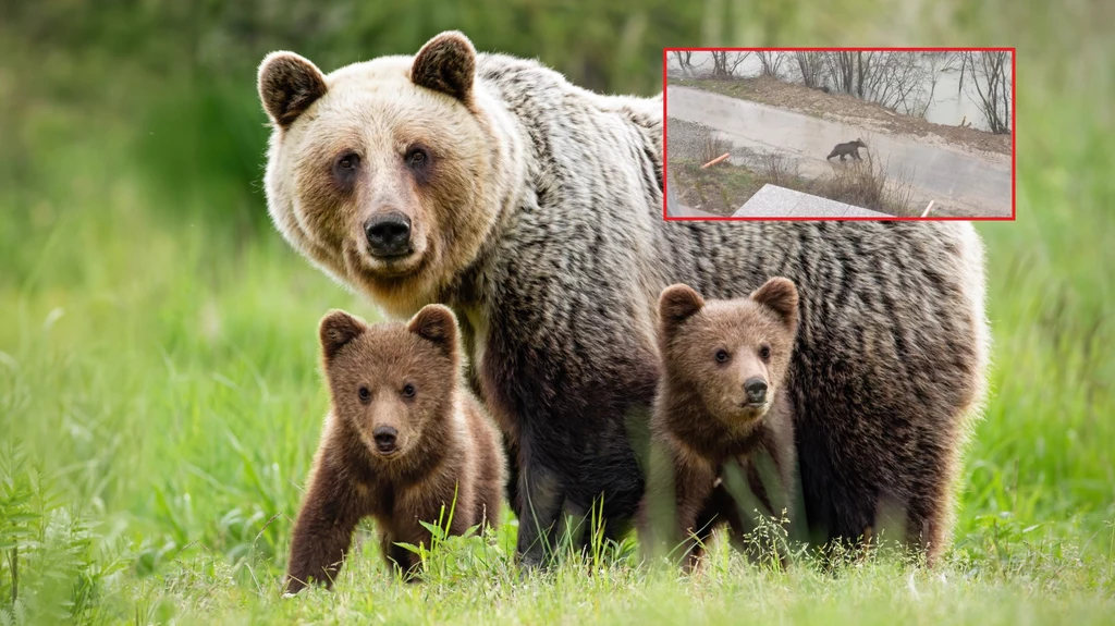 Niedźwiedź straszy okolicznych mieszkańców