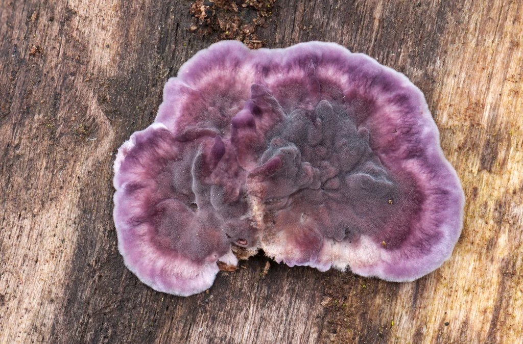 Chondrostereum purpureum występuje na drzewach i roślinach. Teraz po raz pierwszy zainfekował człowieka