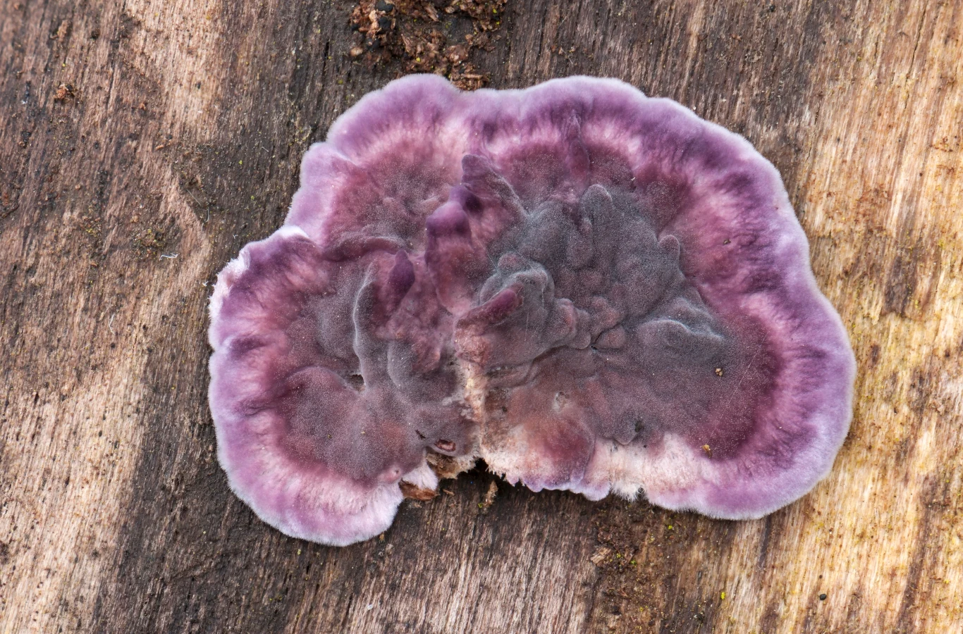 Chondrostereum purpureum występuje na drzewach i roślinach. Teraz po raz pierwszy zainfekował człowieka Chondrostereum purpureum występuje na drzewach i roślinach. Teraz po raz pierwszy zainfekował człowieka