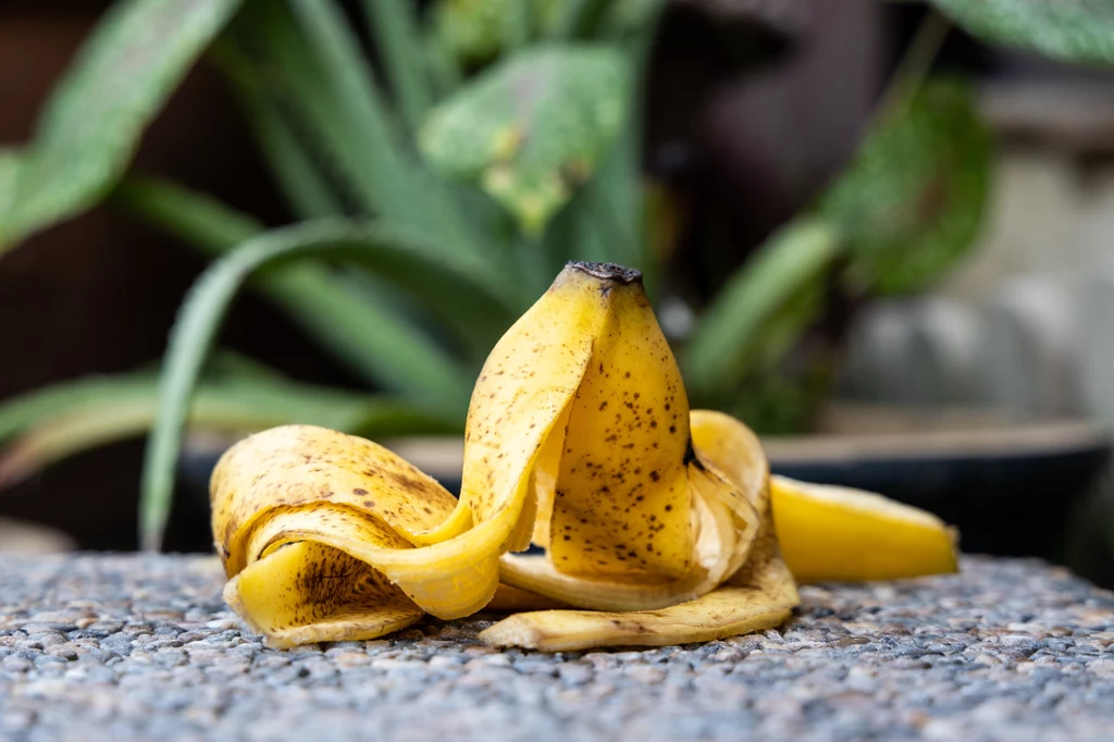 Skórki od bananów często lądują w śmieciach. To błąd, ponieważ można zrobić z nich domowy nawóz do roślin.