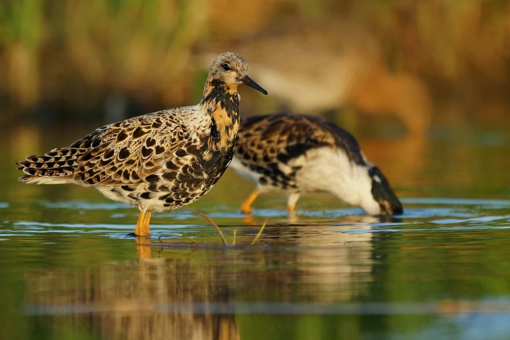 Batalion. Ptak zagrożony wyginięciem w Polsce