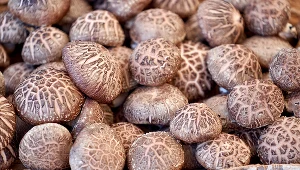 Witaminę D można znaleźć m.in. w grzybach, w tym np. w grzybach shiitake (na zdjęciu) czy pieczarkach