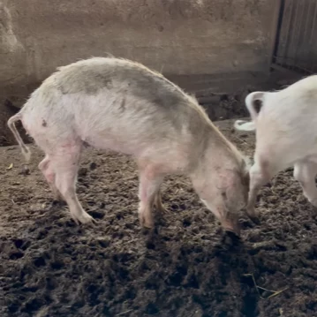 Skrajnie wychudzona świnia z gospodarstwa we wsi Łazisko.