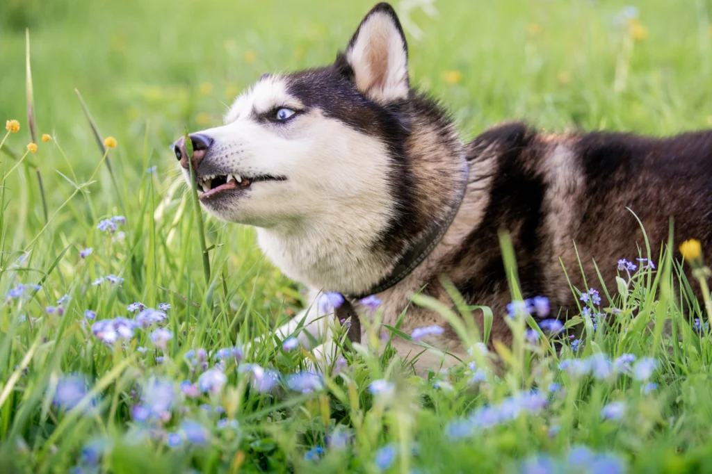 Panuje przekonanie, że psy jędzą trawę, by uzupełnić niedobory żywieniowe