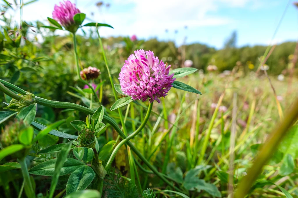 Koniczyna czerwona pomaga radzić sobie m.in. z objawami menopauzy. Jakie jeszcze właściwości się jej przypisuje?