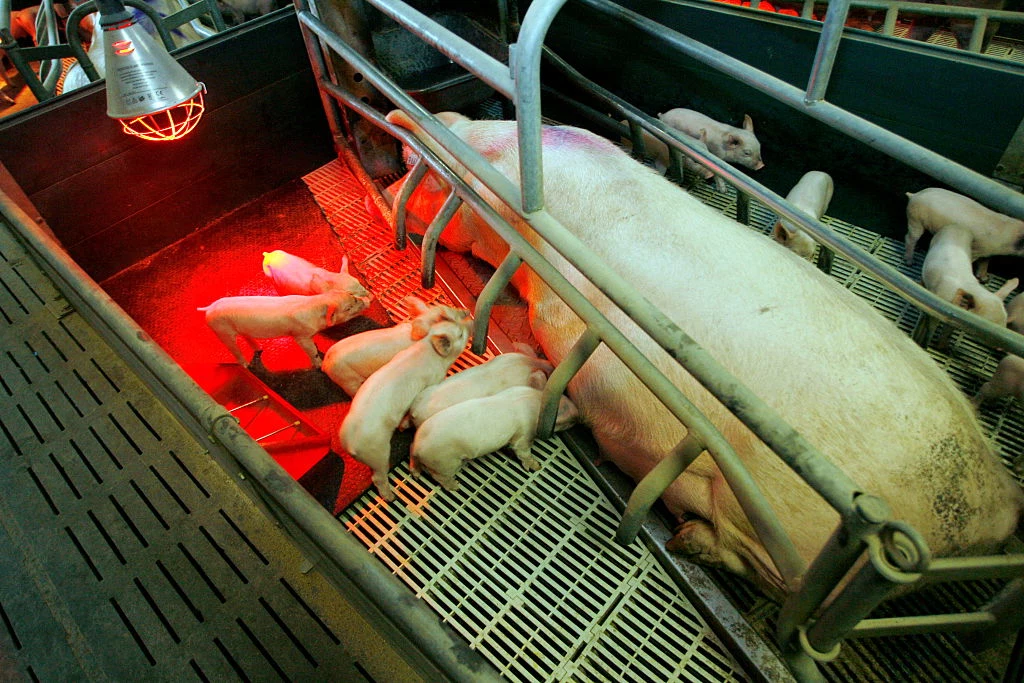 Kojce ciążowe dla świń powodują cierpienie