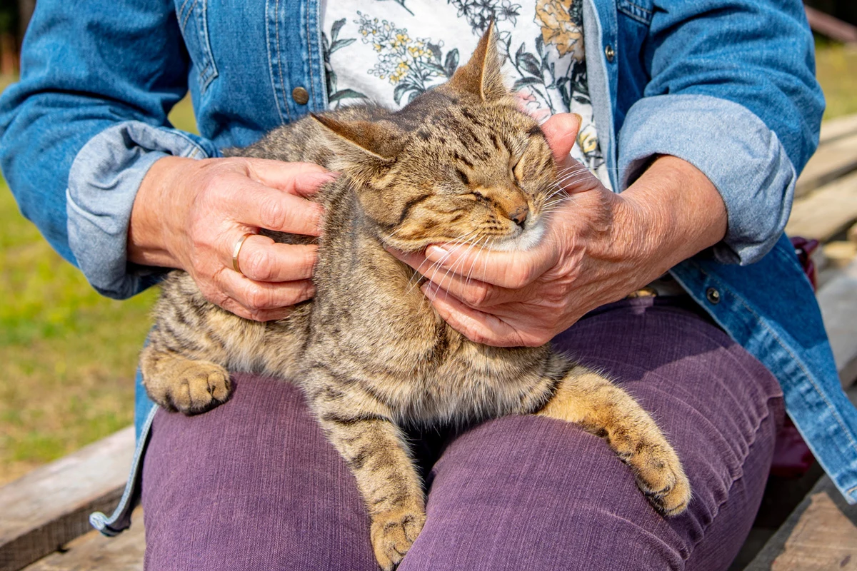 Koty uwielbiają czuć ciepło człowieka Koty uwielbiają czuć ciepło człowieka