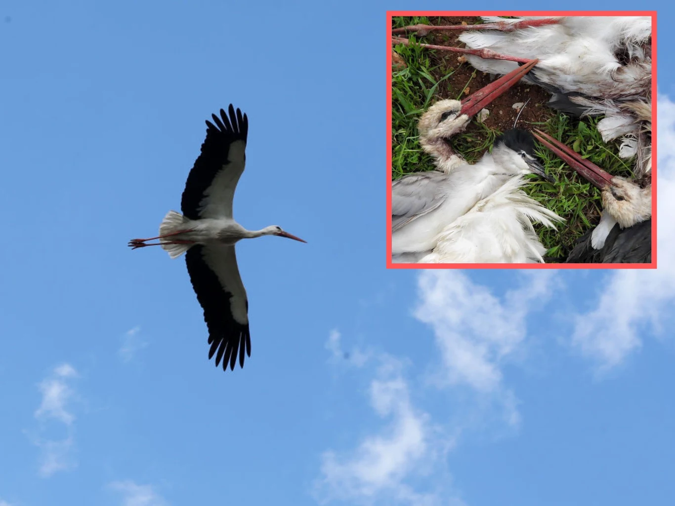 Bociany w Libanie są zabijane od kilkunastu lat Bociany w Libanie są zabijane od kilkunastu lat