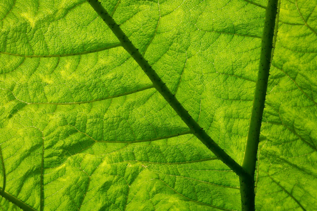 „Fizyka fotosyntezy jest naprawdę imponująca” „Fizyka fotosyntezy jest naprawdę imponująca”